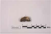 藏品(石縫苔)的圖片